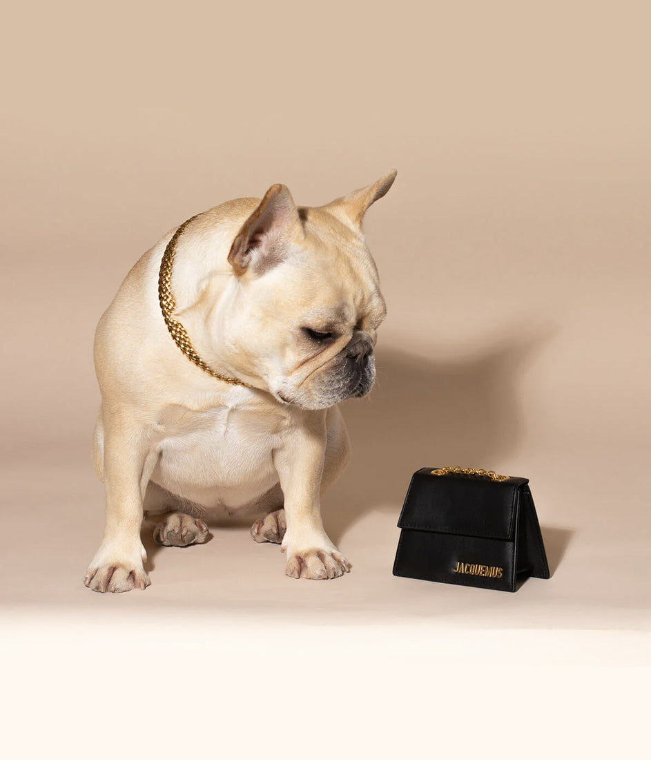 french bulldog looking at designer bag